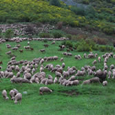 Babia - Ganadería merina transhumante a su paso por Babia