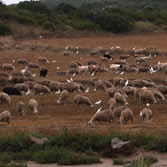 Bárdenas Reales - Ovejas y garcillas