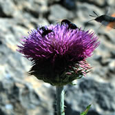 Sierra de Cazorla - Esfinge colibrí