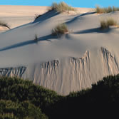 Doñana - Frente de dunas vivas
