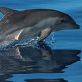 Gran Canaria - El medio marino en la reserva