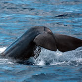 Lanzarote - Área estratégica por la diversidad y abundancia de cetáceos que acoge