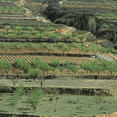 Valles de Leza, Jubera, Cidacos y Alhama - Almendros