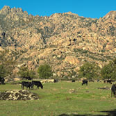 Cuenca Alta del Río Manzanares - Ganado en Reserva