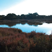 Marismas del Odiel - Sendero por Saltes