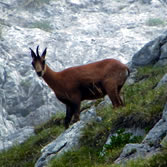 Picos de Europa - Esplendido ejemplar de rebeco en las laderas cántabras de Ádara