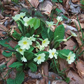 Picos de Europa - Flora