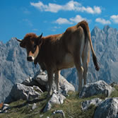Picos de Europa - Vaca casina