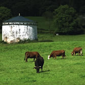 Terras do Miño - La mayor parte del territorio posee una vocación agrícola, ganadera y forestal