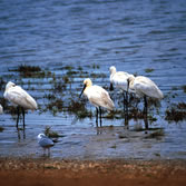 Urdaibai - Avifauna alimentándose y descansando en el estuario del Oka