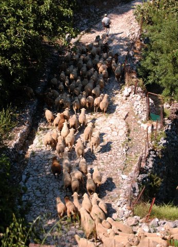 SIERRA DE GRAZALEMA | Rebaño de Ovejas Merinas Grazalemeñas por calzada medieval en Grazalema