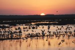 MARISMAS DE ODIEL | Atardecer en las marismas